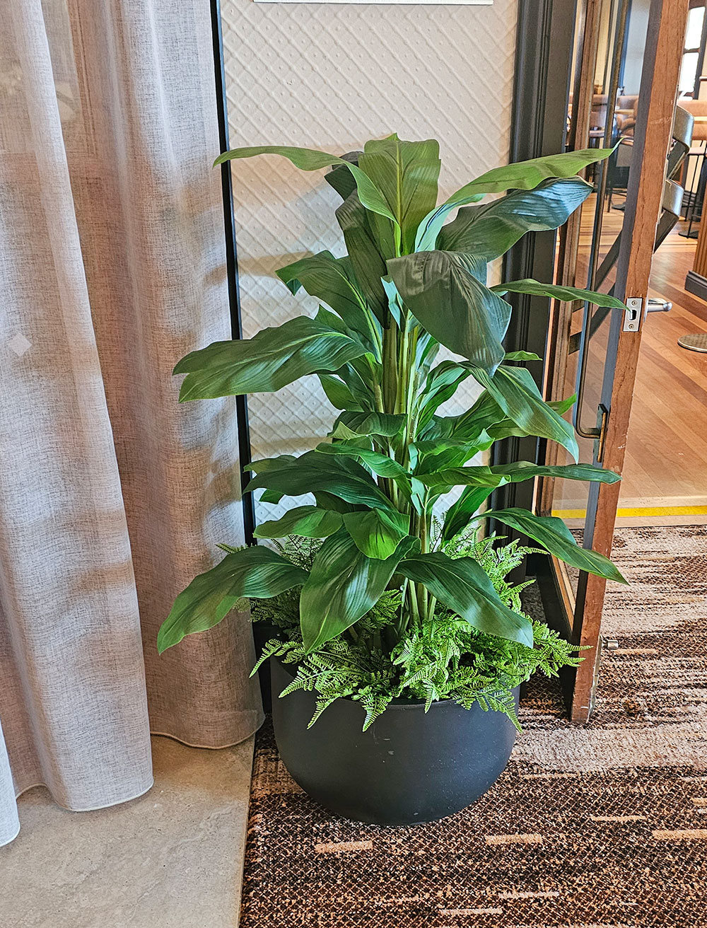 Ginger Plant 1.3m