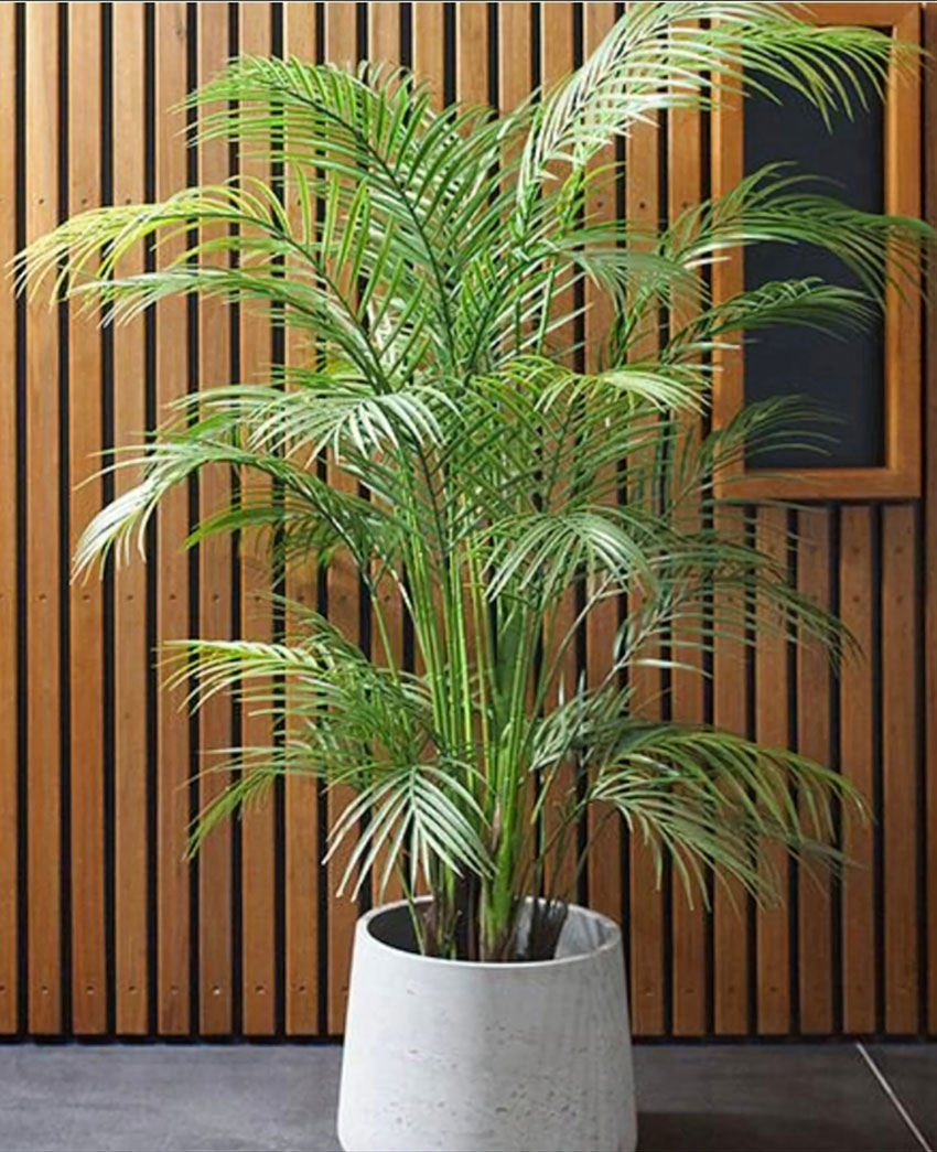 Alexander Palm 1.4m UV-treated
