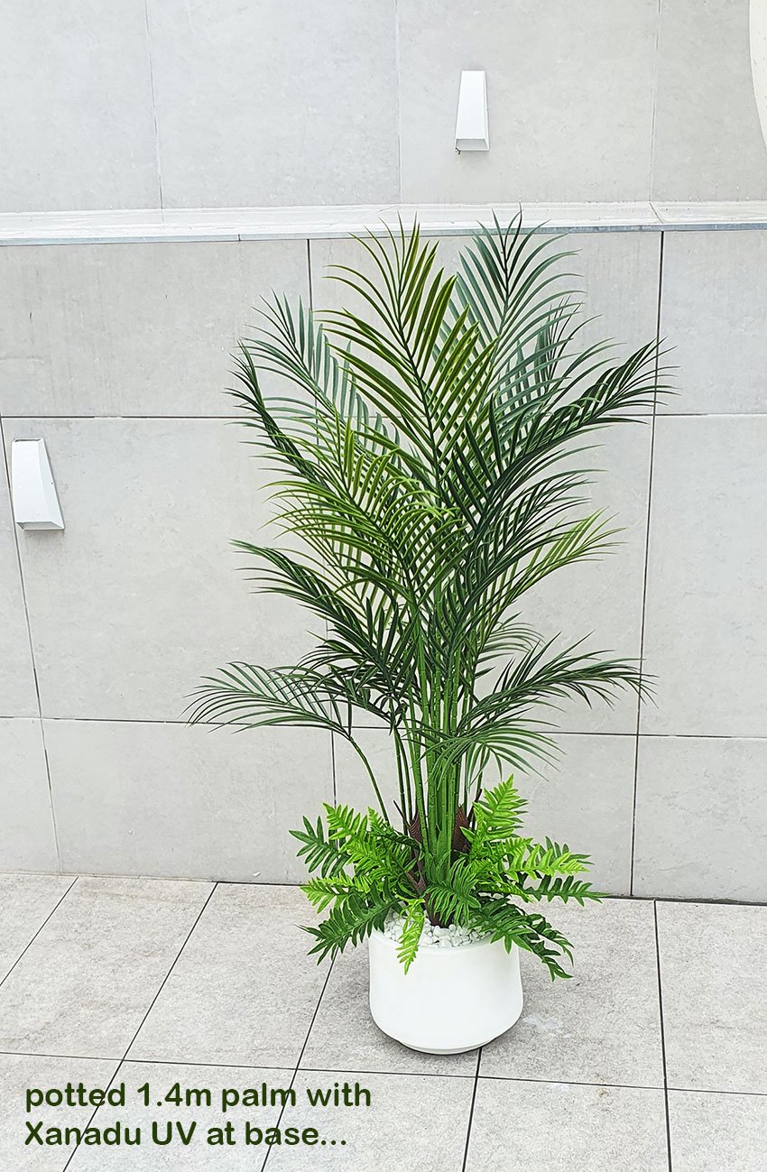 Alexander Palm 1.4m UV-treated