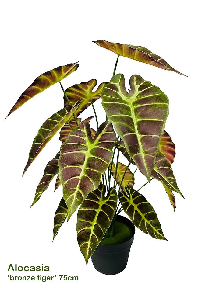Anthurium 'lace-leaf'