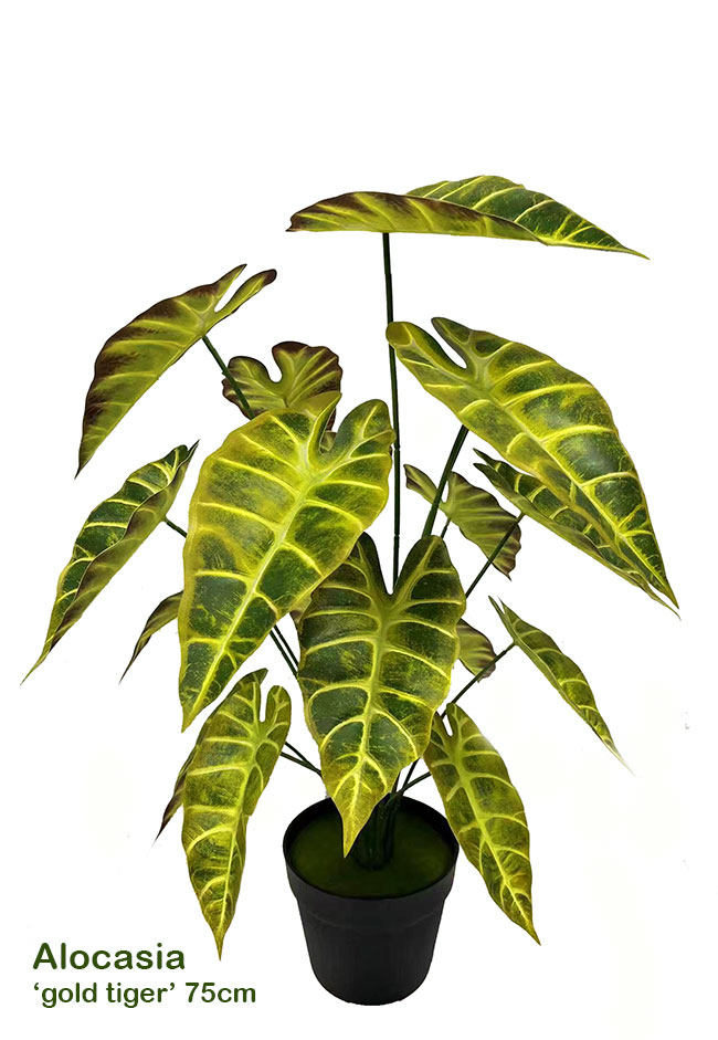 Anthurium 'lace-leaf'