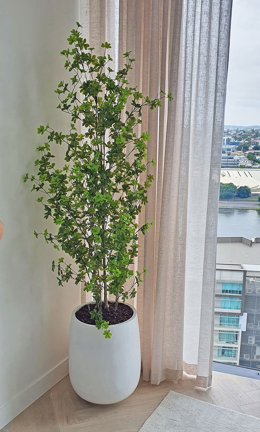 Japanese Azalea [enkianthus] 1.8m