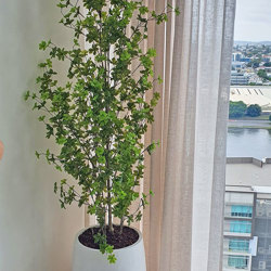 Japanese Azalea [enkianthus] 1.8m - artificial plants, flowers & trees - image 4