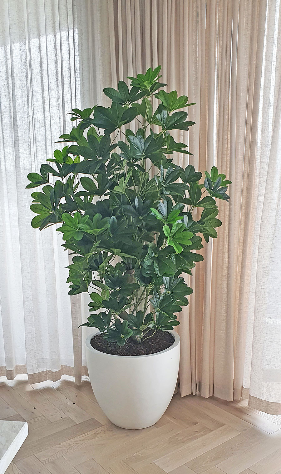 Mini-Umbrella Plant 1.5m