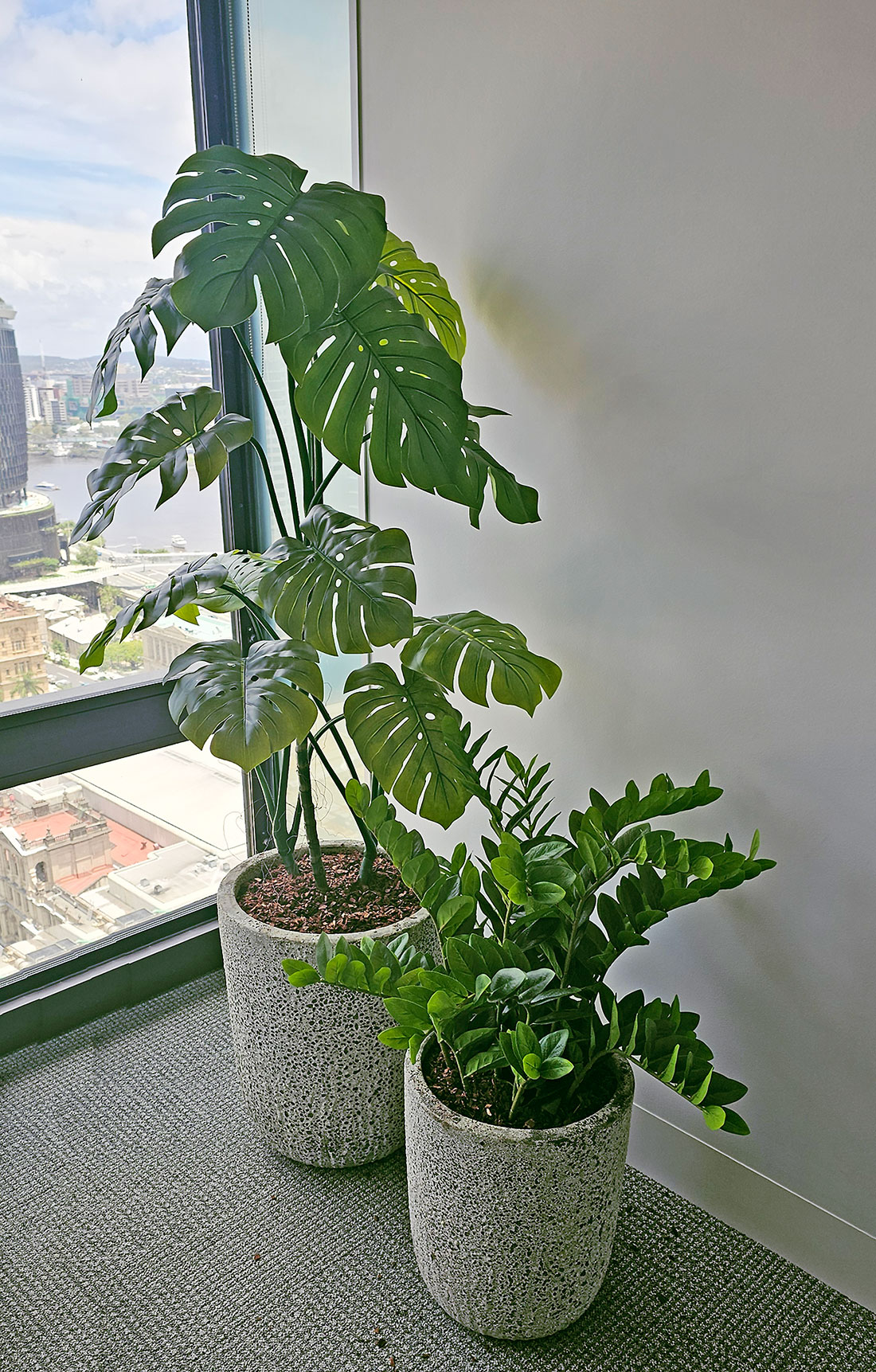 Zanzibar Gem Plant 75cm