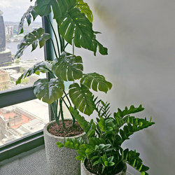 Zanzibar Gem Plant 75cm - artificial plants, flowers & trees - image 2