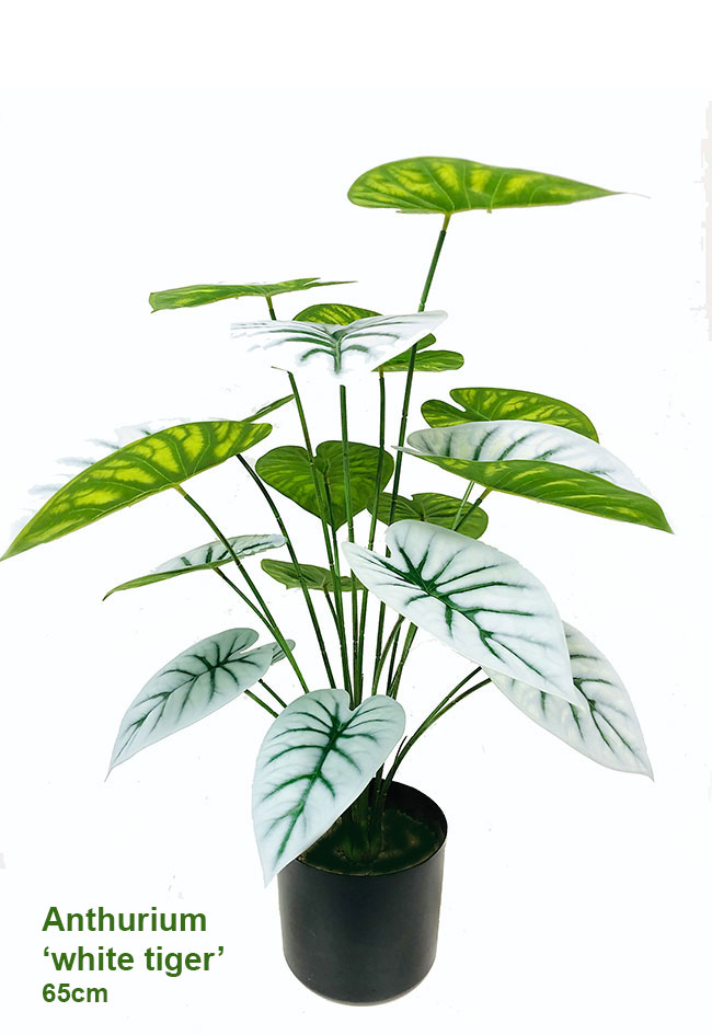 Anthurium 'lace-leaf'