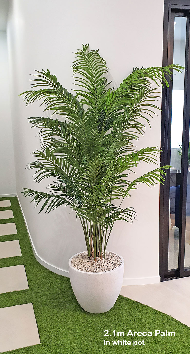 Areca Palm 2.1m