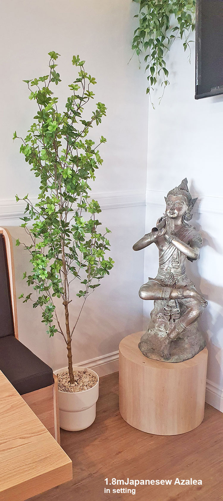 Japanese Azalea [enkianthus] 1.8m