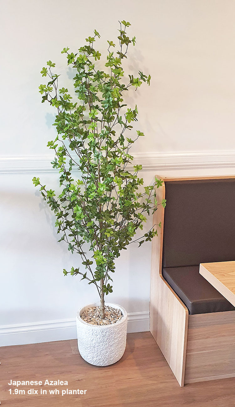Japanese Azalea [enkianthus] 1.8m