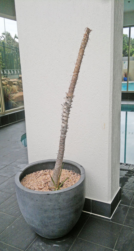 Before n After Shots..... Feature Trees in planters