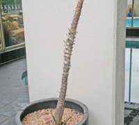Before n After Shots..... Feature Trees in planters