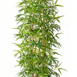 Bamboo 'thai gold' 1.5m - artificial plants, flowers & trees - image 5