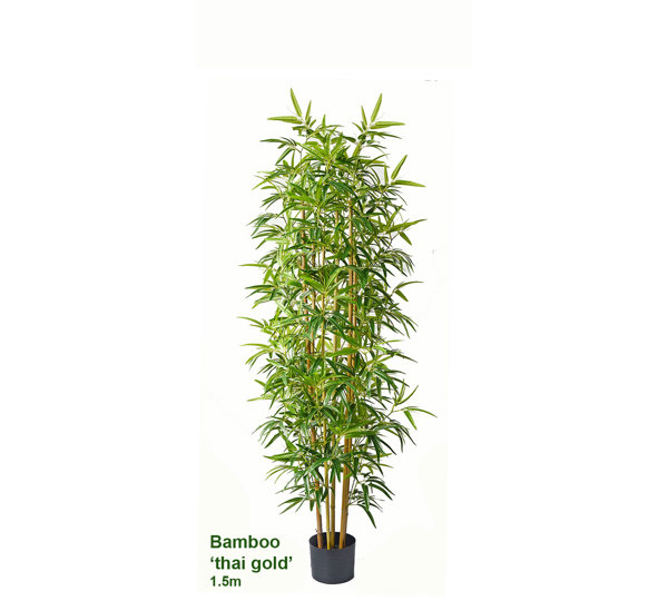 Bamboo 'thai gold' 1.5m