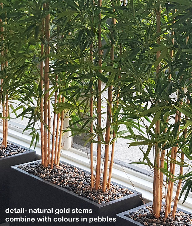 Bamboos make wonderful screen plants