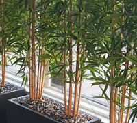 Bamboos make wonderful screen plants