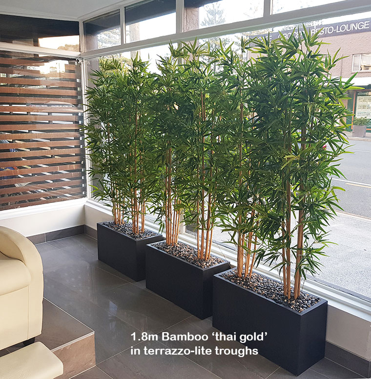 Bamboos make wonderful screen plants