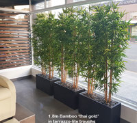 Bamboos make wonderful screen plants