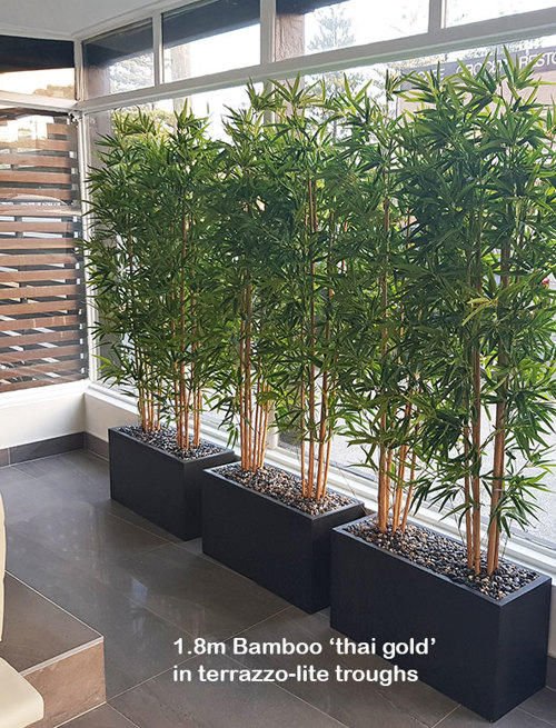 Bamboos make wonderful screen plants