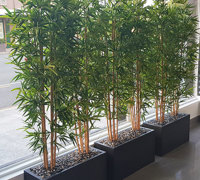 Bamboos make wonderful screen plants