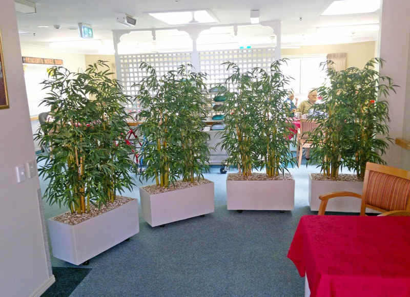 Bamboo 'thai gold' 1.5m