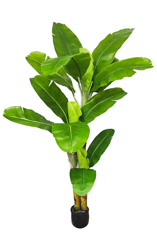 Banana Tree 2m