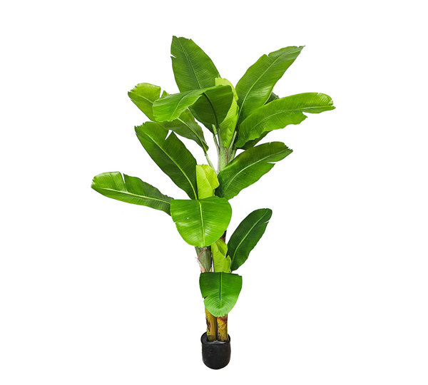 Banana Tree 2m