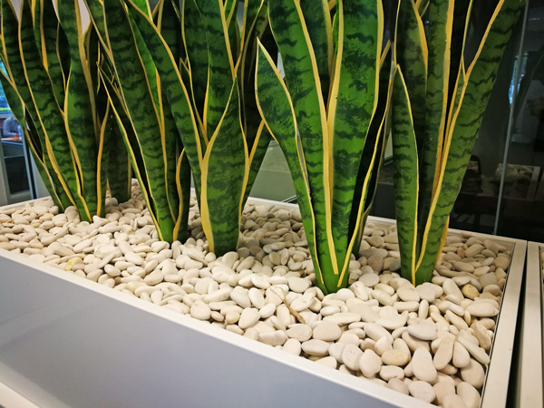 Office Planter revamp