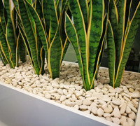 Office Planter revamp