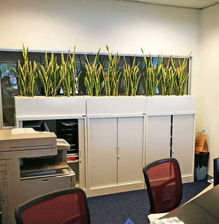 Office Planter revamp