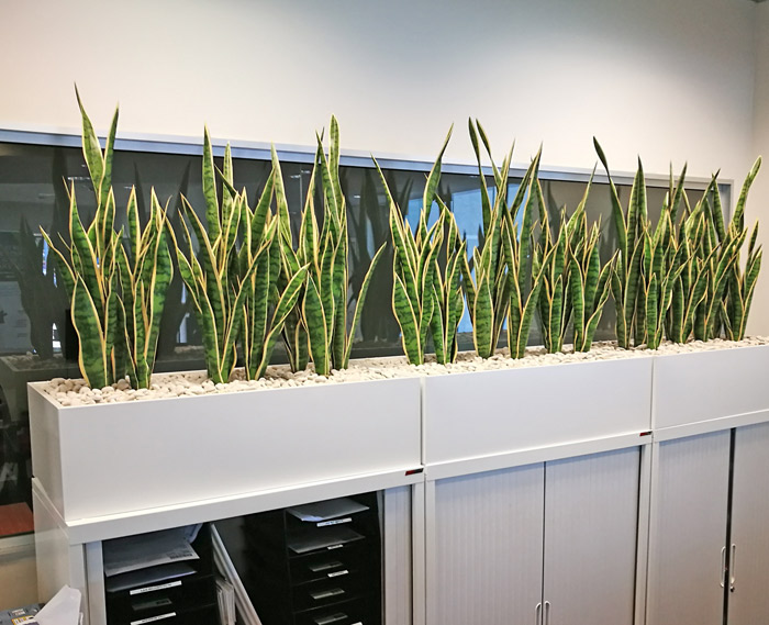 Office Planter revamp