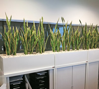 Office Planter revamp