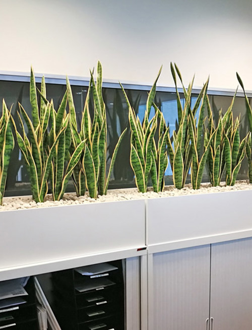 Office Planter revamp