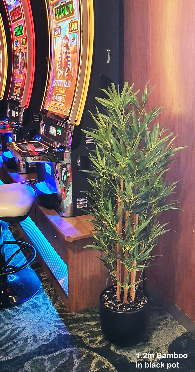 Bamboo 'thai gold' 1.5m