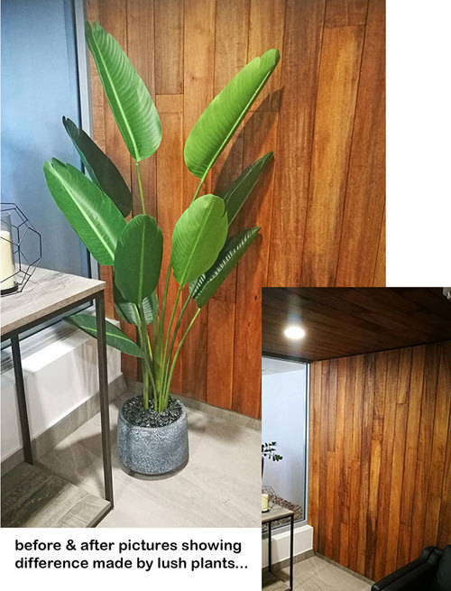 Before n After Shots..... Feature Trees in planters