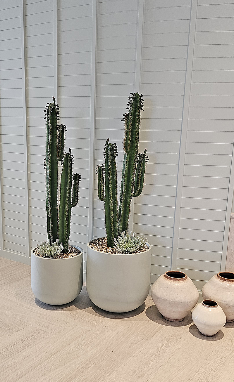 Cactii- Arizona Cactus 1.6m