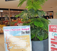 Large Palm Planters, perfect for Shopping Malls...