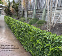 Turning an unsightly block wall into a green Feature...