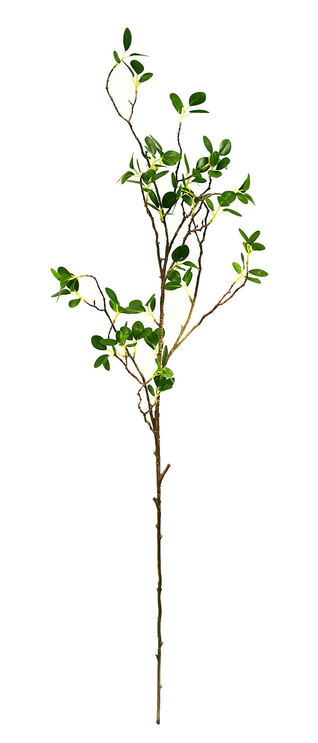 Leaf Sprays- Lilly Pilly