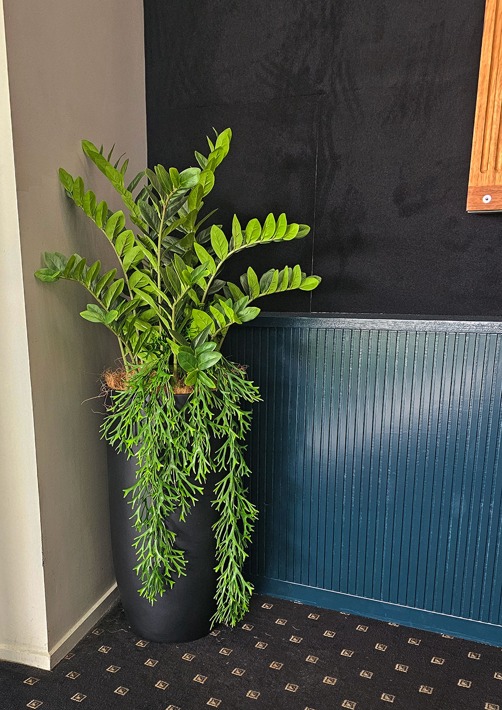 Zanzibar Gem Plant 75cm