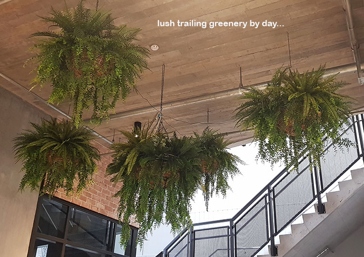 Before n After Shots..... Hanging-Baskets