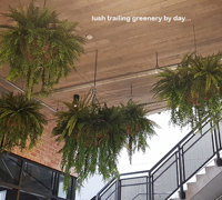 Before n After Shots..... Hanging-Baskets