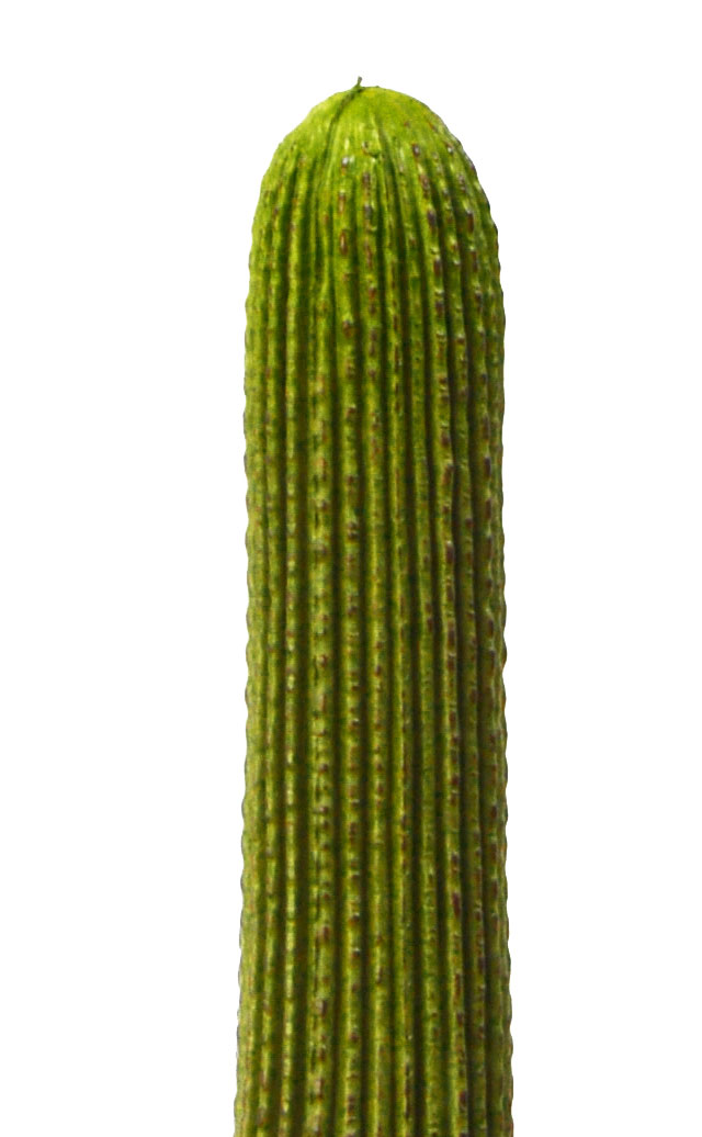 Cactii- Column Cactus double-trunk 1.5m