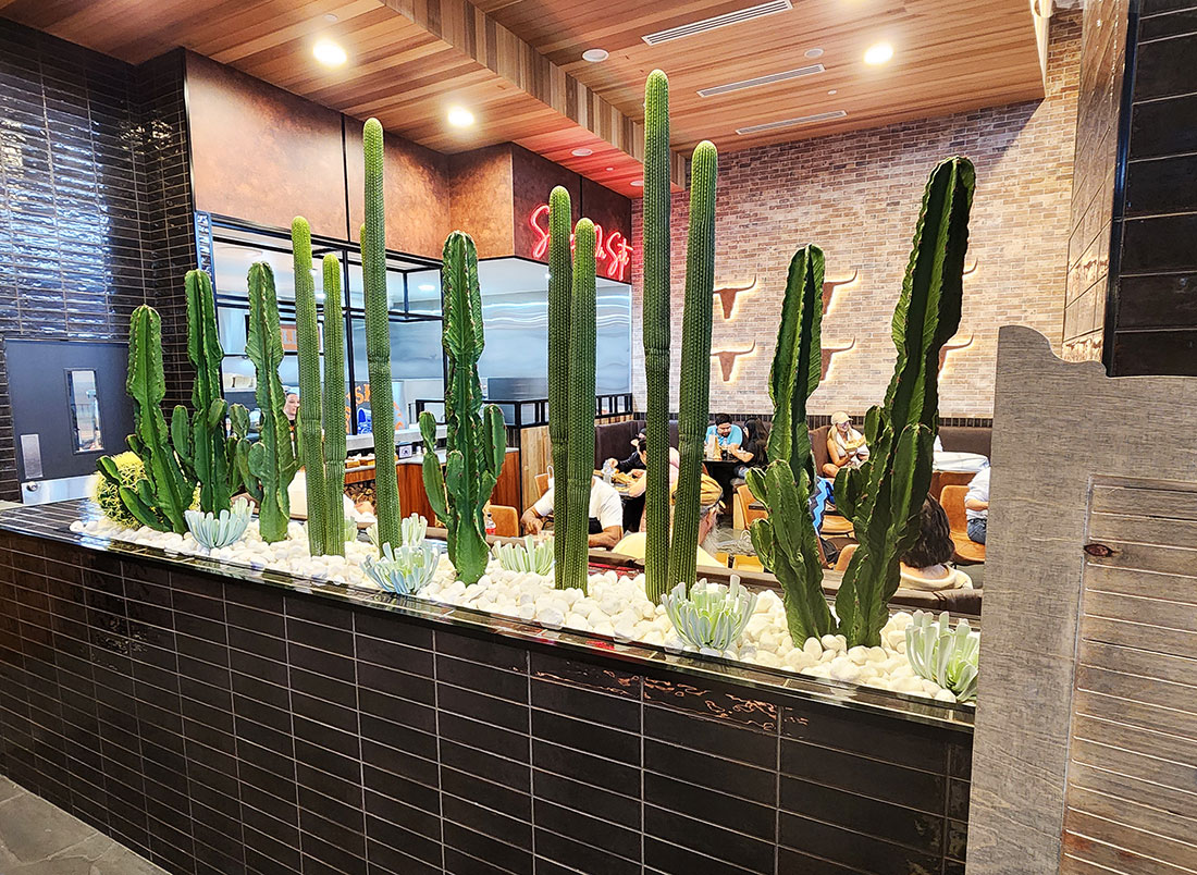 Cactii- Column Cactus double-trunk 1.5m