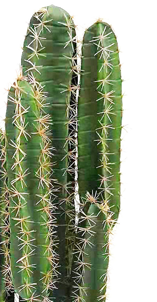 Cactii- Desert Cactus 1.1m