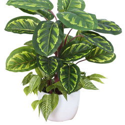 Calathea 'peacock' 70cm - artificial plants, flowers & trees - image 2