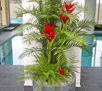 Before n After Shots..... Feature Trees in planters