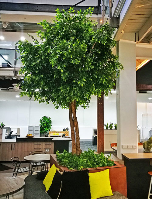 Giant Ficus Tree in Office Planter
