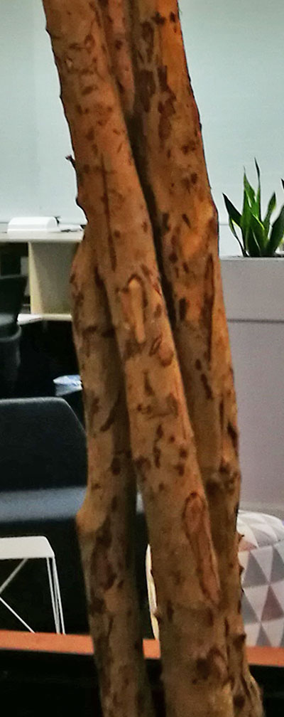 Giant Ficus Tree in Office Planter