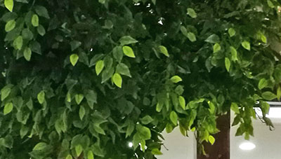 Giant Ficus Tree in Office Planter